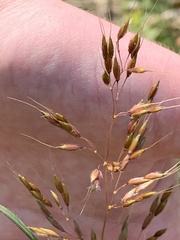 Sorghinae