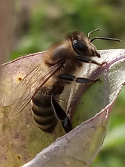 Apis mellifera