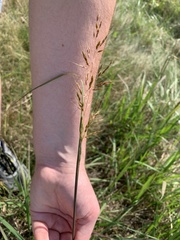 Sorghinae