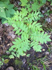 Sorbus decora