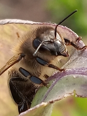 Apis mellifera