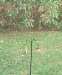 Cardinalis cardinalis