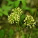 Wild Sarsaparilla - Photo (c) dogtooth77, some rights reserved (CC BY-NC-SA)