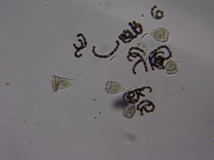 Nostocales