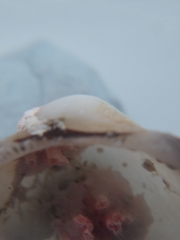 Striarca lactea