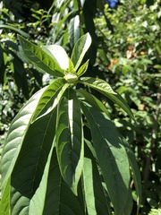Cestrum laevigatum