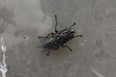 Sarconesia chlorogaster