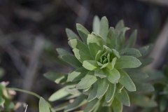 Osmitopsis asteriscoides