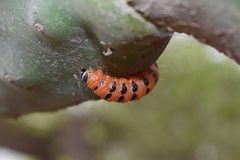 Cactoblastis cactorum