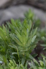 Osmitopsis asteriscoides