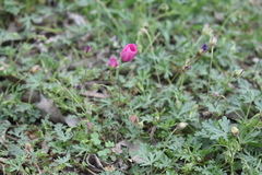 Modiolastrum gilliesii