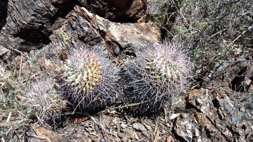 Mammillaria polyedra, ADVC Sata Sika Natividad