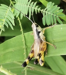 Boopedon flaviventris