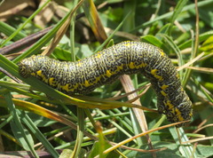 Lycia alpina