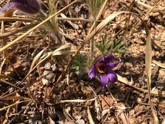 Pulsatilla chinensis
