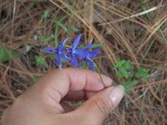 Lobelia gruina