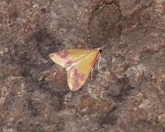 Pyrausta scurralis