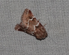 Nacopa bistrigata