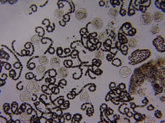 Nostocales