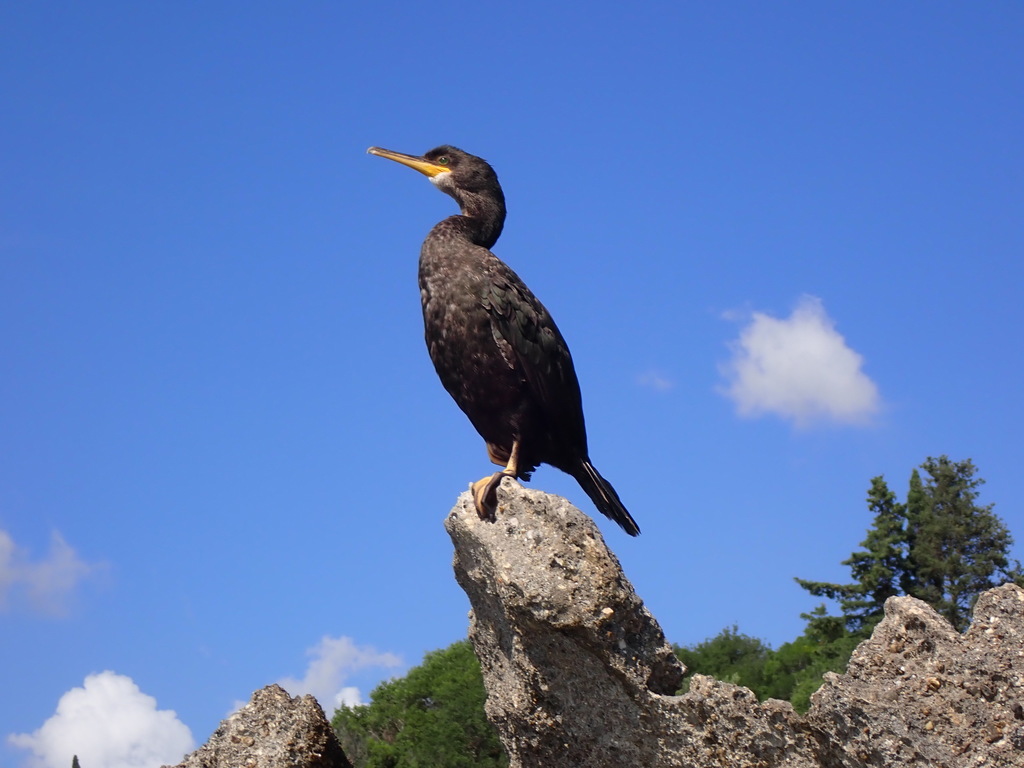 European shag perched on a rock against a blue sky