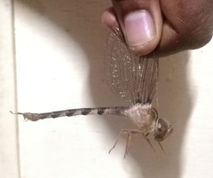 Gynacantha dravida