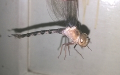 Gynacantha dravida