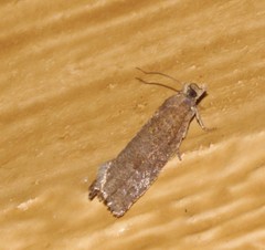 Dichrorampha acuminatana
