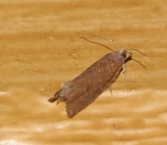 Dichrorampha acuminatana