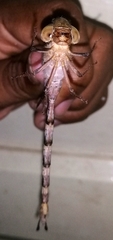 Gynacantha dravida