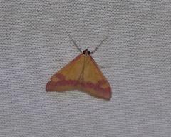 Pyrausta scurralis