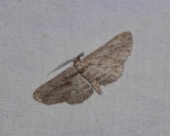 Iridopsis obliquaria