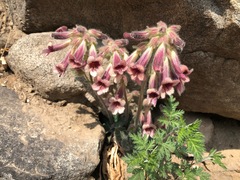 Rehmannia glutinosa