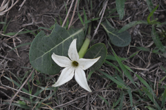 Jaborosa integrifolia