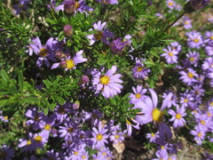 Felicia fruticosa