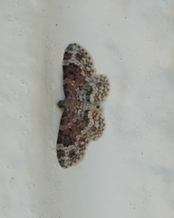 Eupithecia tricolorata