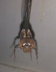 Gynacantha dravida