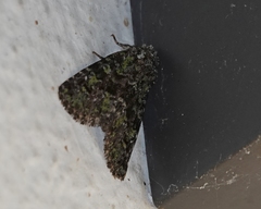 Paramiana smaragdina