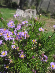 Felicia fruticosa
