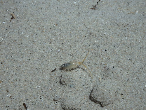 Talitrus saltator
