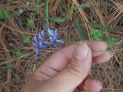 Lobelia gruina