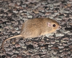 Perognathus