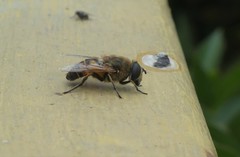 Eristalis tenax