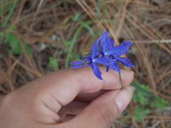 Lobelia gruina