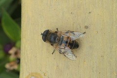 Eristalis tenax