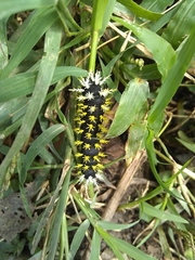 Leucanella saturata