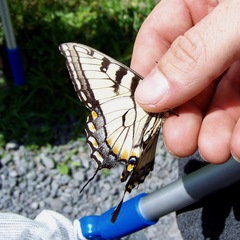Papilio appalachiensis