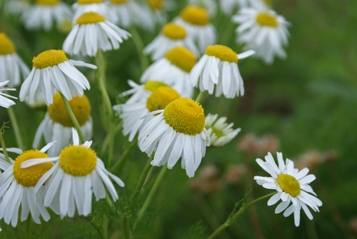 Sea Mayweed