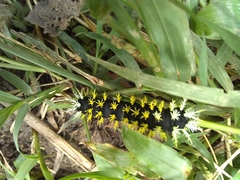 Leucanella saturata
