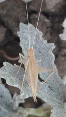 Oecanthus pellucens