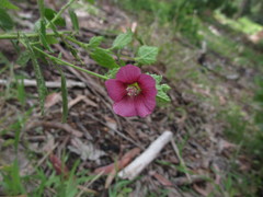 Anisodontea scabrosa